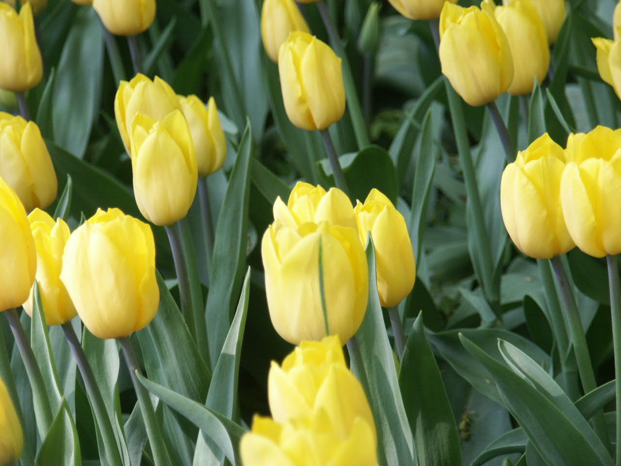 Тюльпан йеллоу мастер