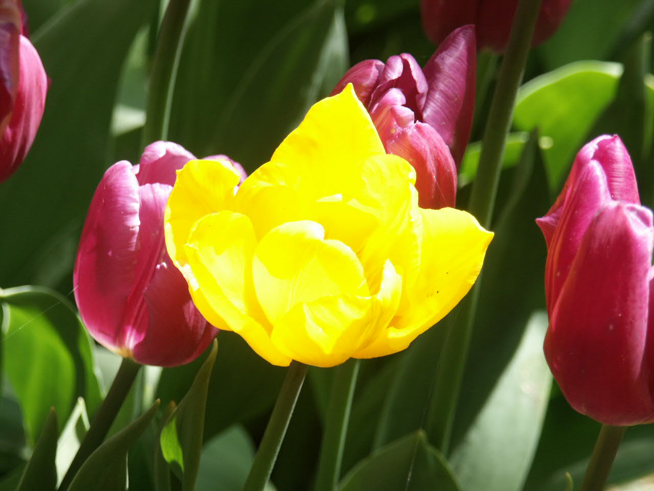 Яркие тюльпаны