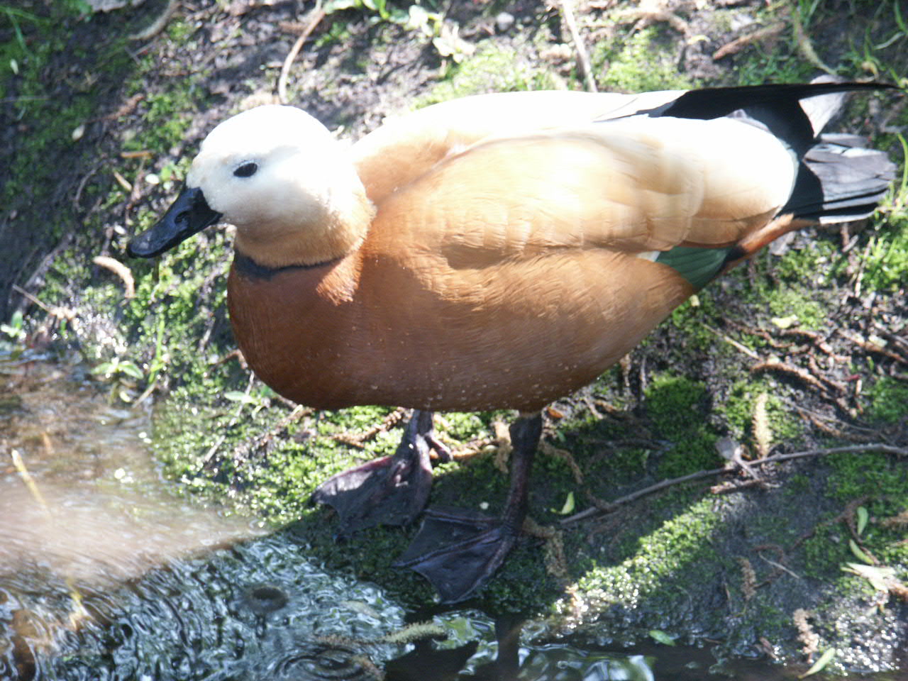 Огарь обыкновенный
