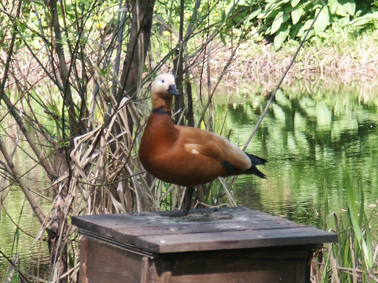Турпан огарь птица