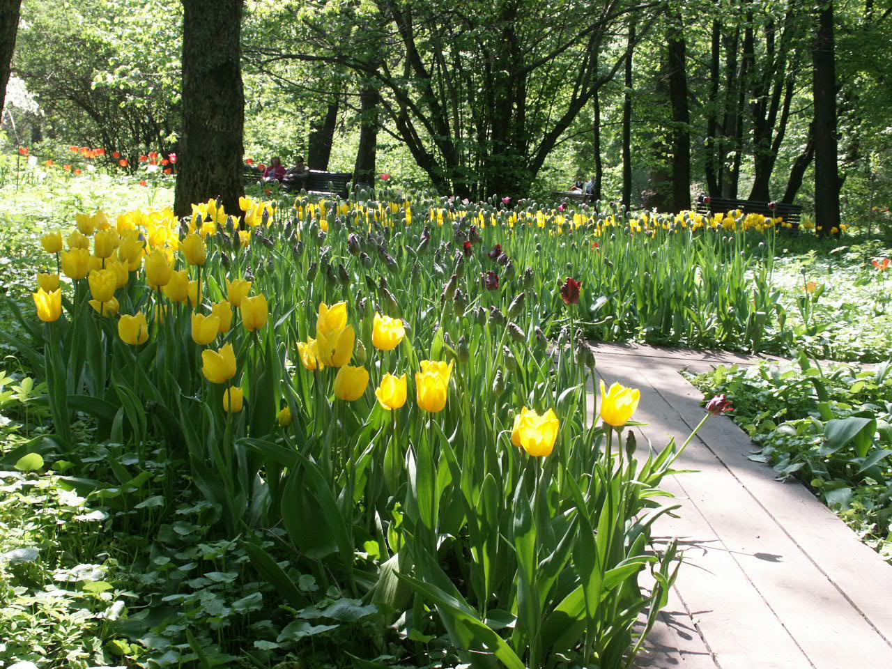 Фестиваль тюльпанов в санкт петербурге