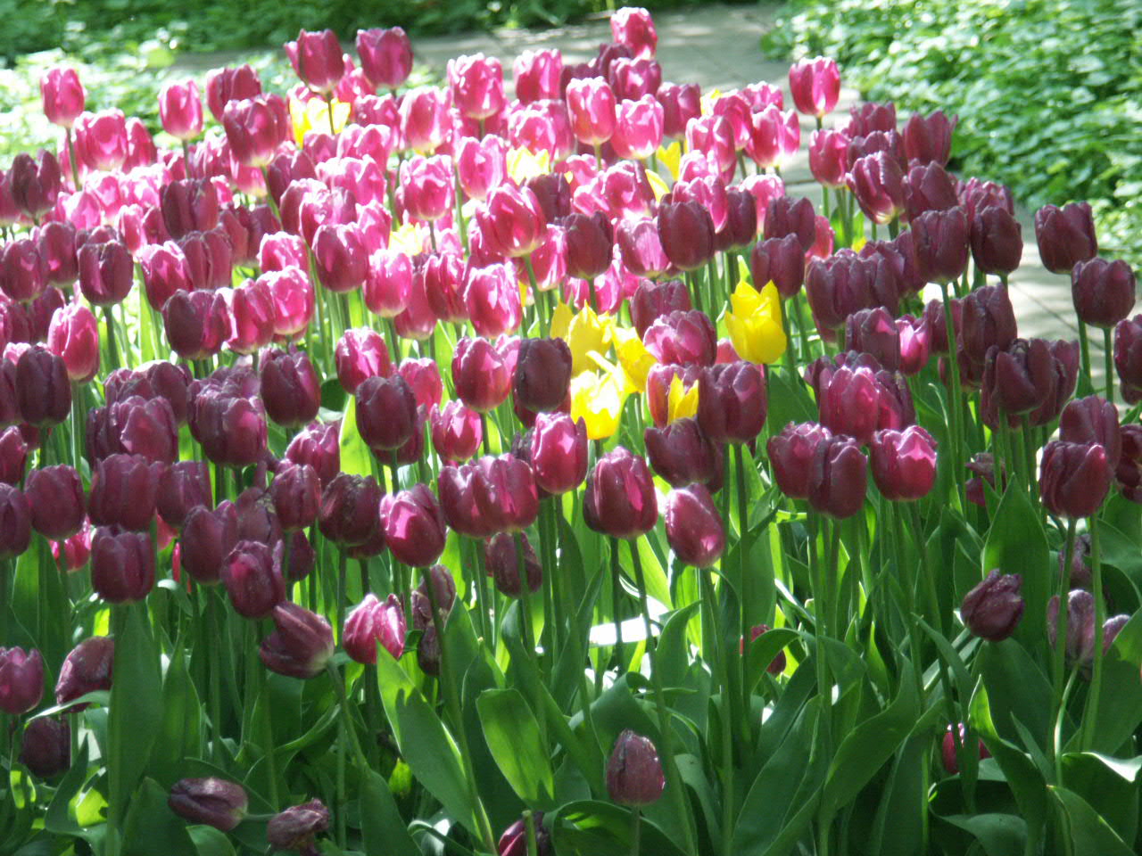 Тюльпаны красивые