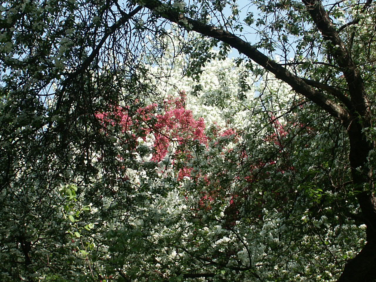 Майский цветущий яблоневый сад
