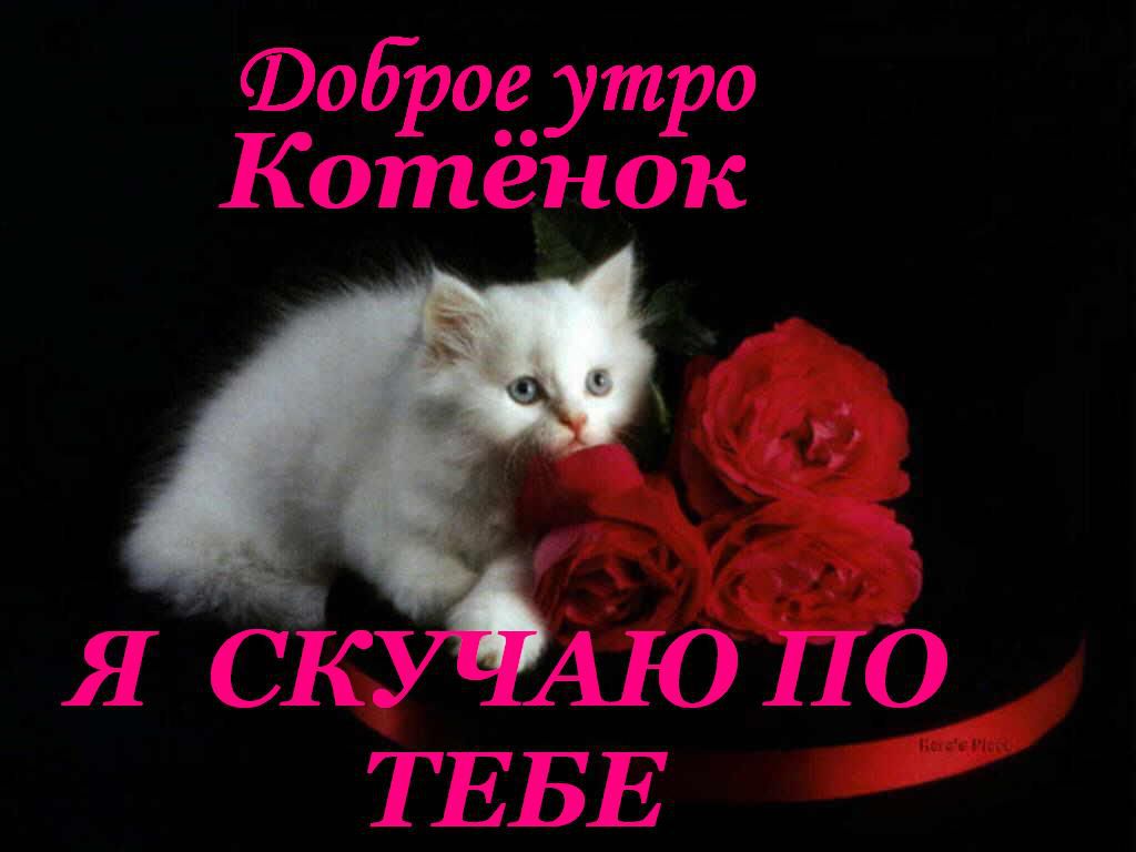 Любимому котенку открытки