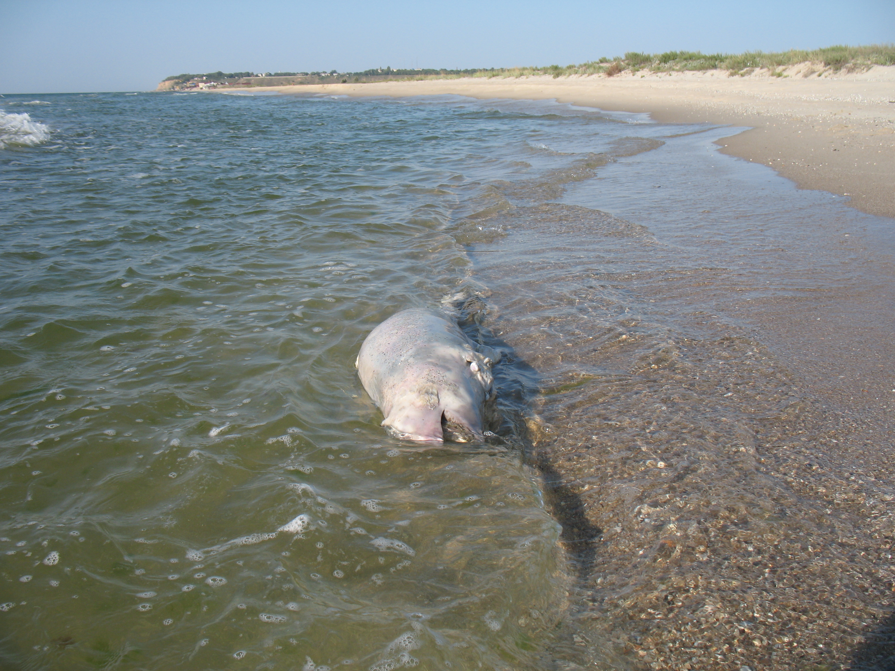 2012 , 07. 29 Затока 055.jpg