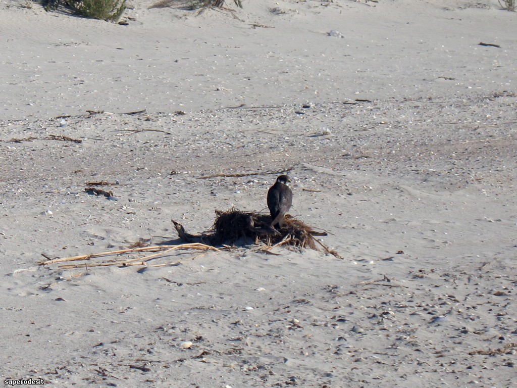 2012 , 09.05 часть 1 223о.jpg