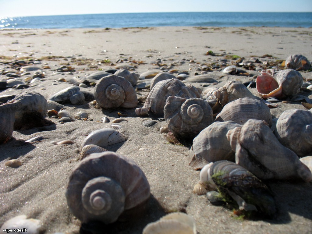 2012 , 09.05 часть 1 233о.jpg