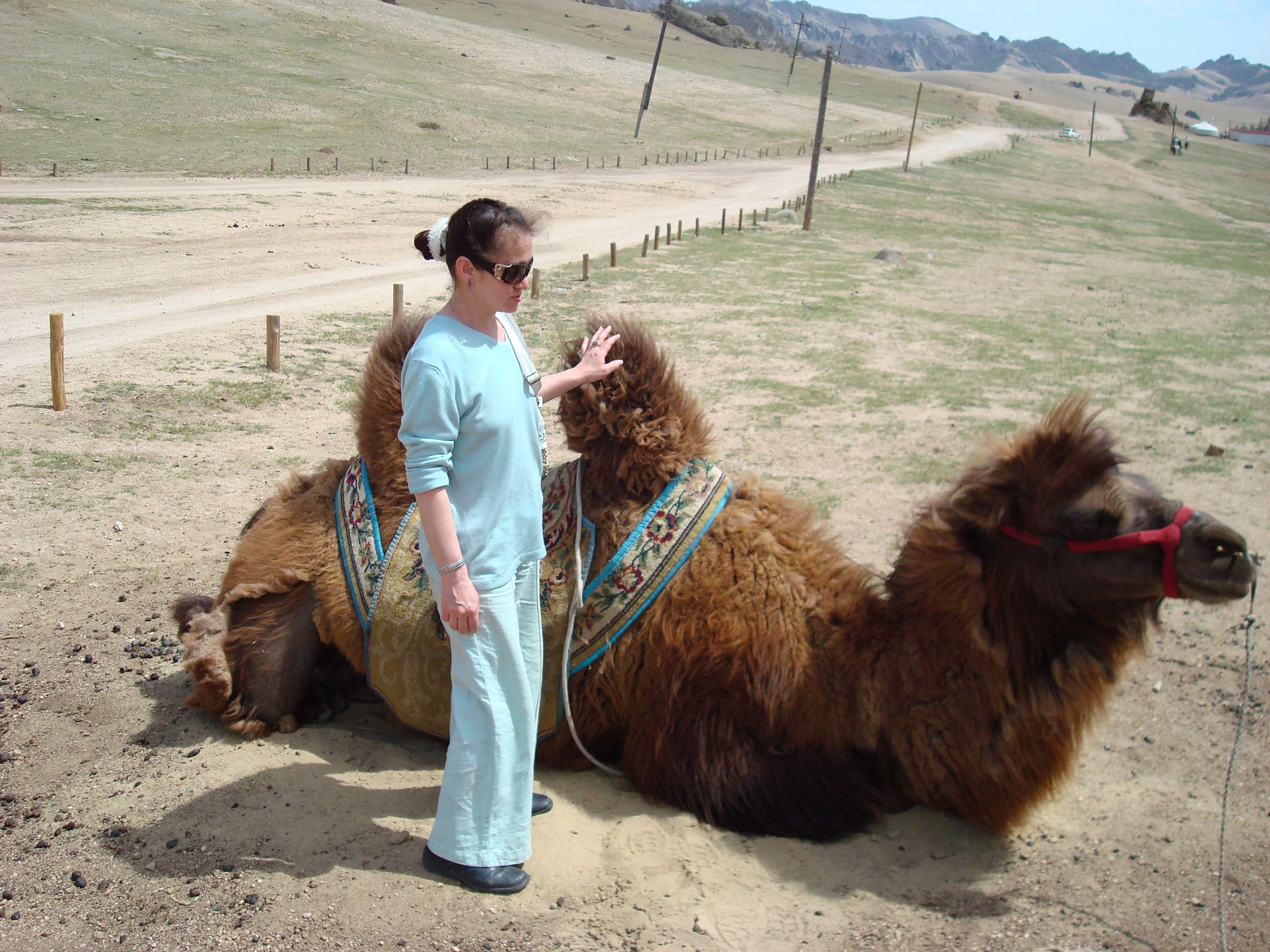 Двугорбый верблюд в монголии