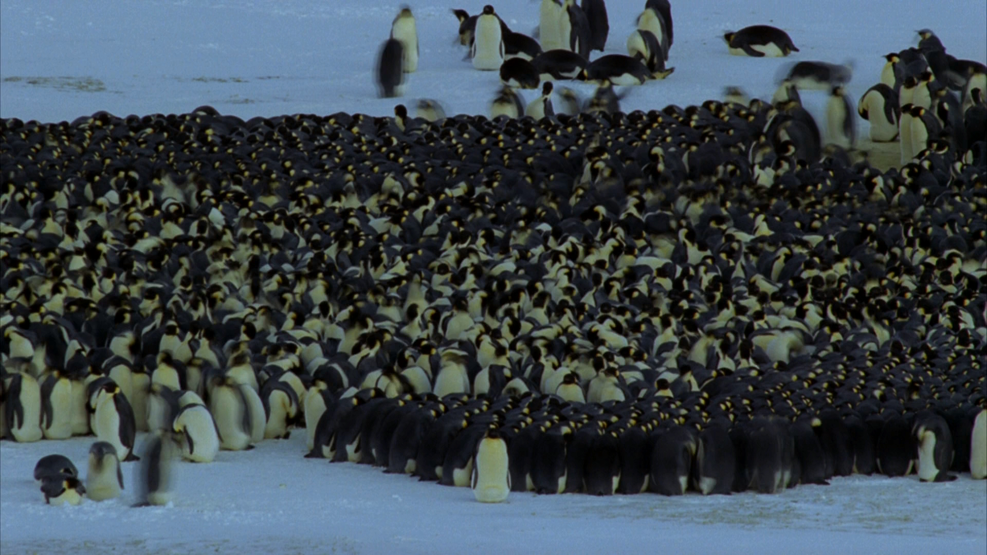 Planet.Earth.Special.Edition.EP06.Ice.Worlds.2006.1080p.BluRay.3xRus.Eng.DTS.mkv_20130106_005708.820