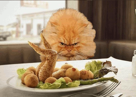 Кот с едой