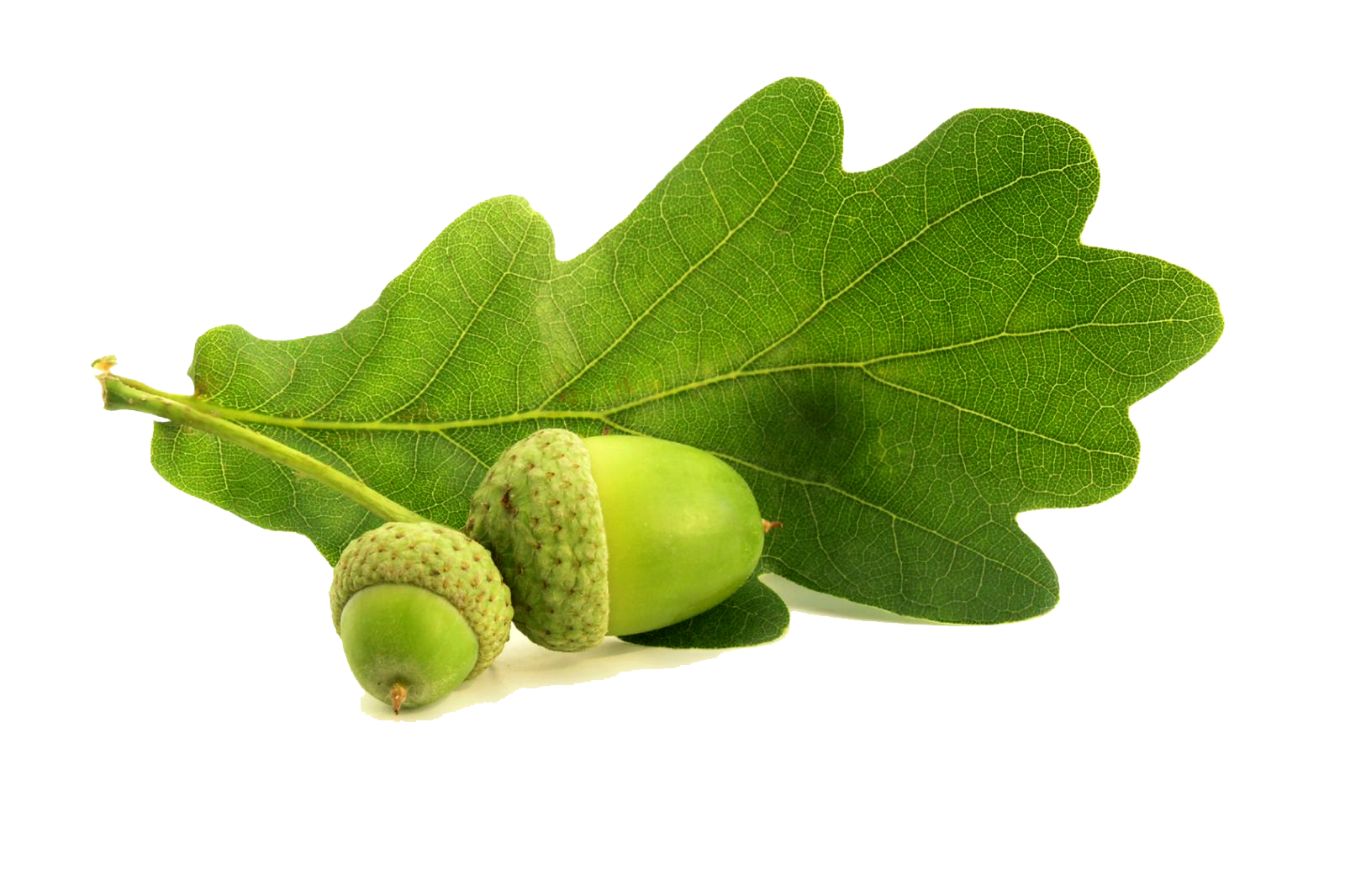 oakleaf_acorn_pjvs.png