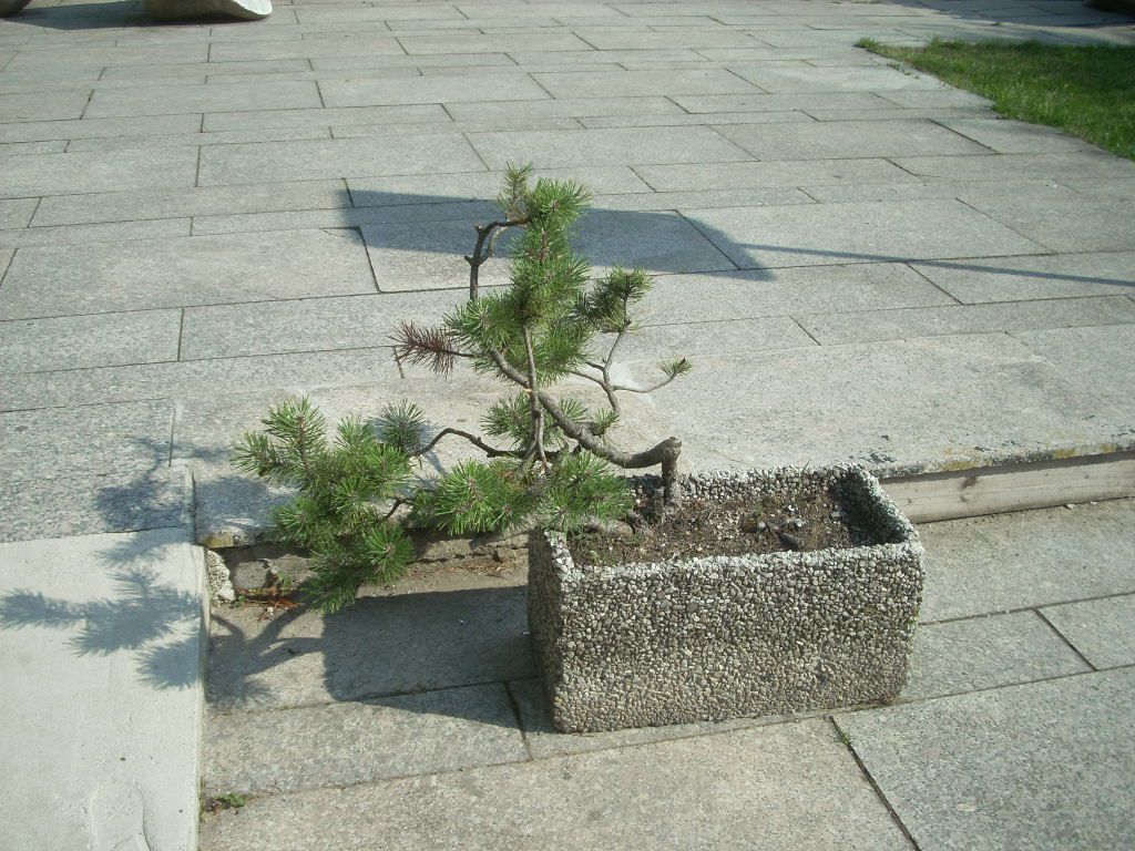 Японская сосна бонсай