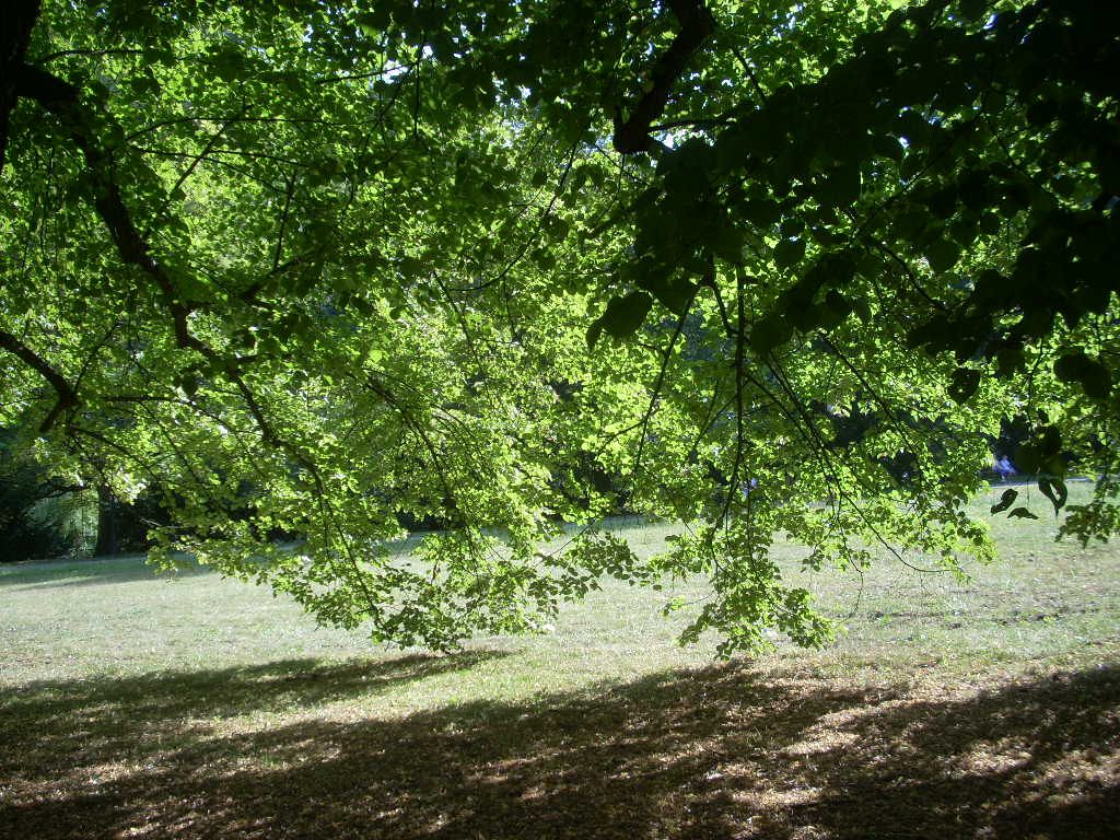 Липа в широколиственном лесу