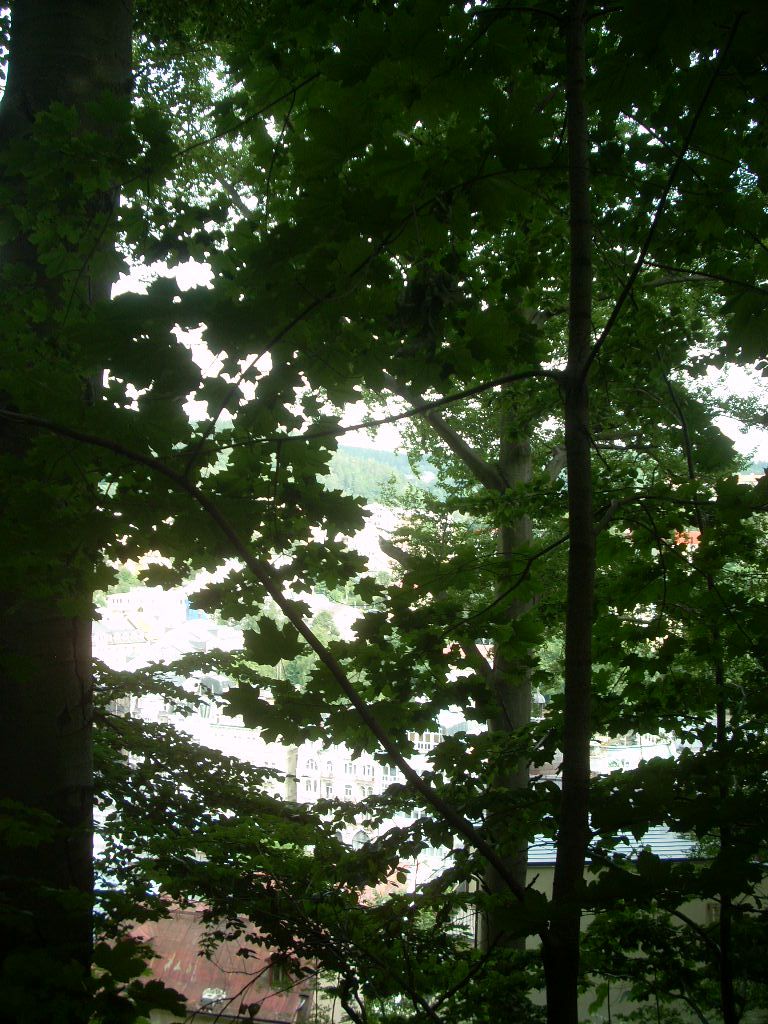 Листва зеленая