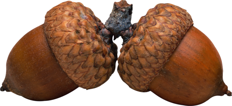 acorns81.png