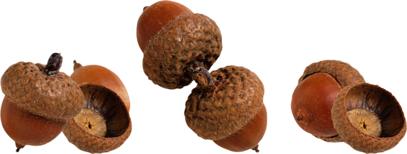 acorns87.png
