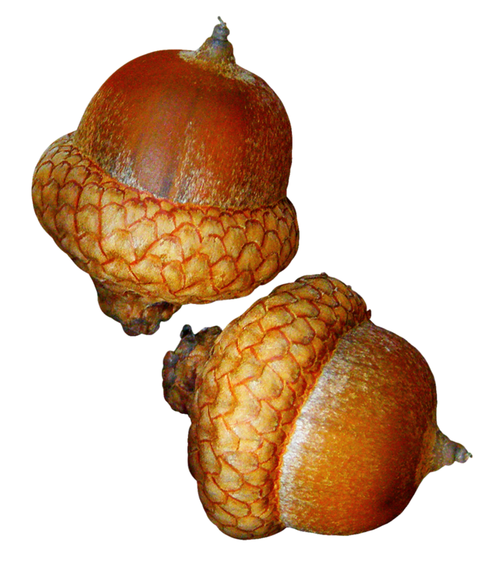 acorns55.png