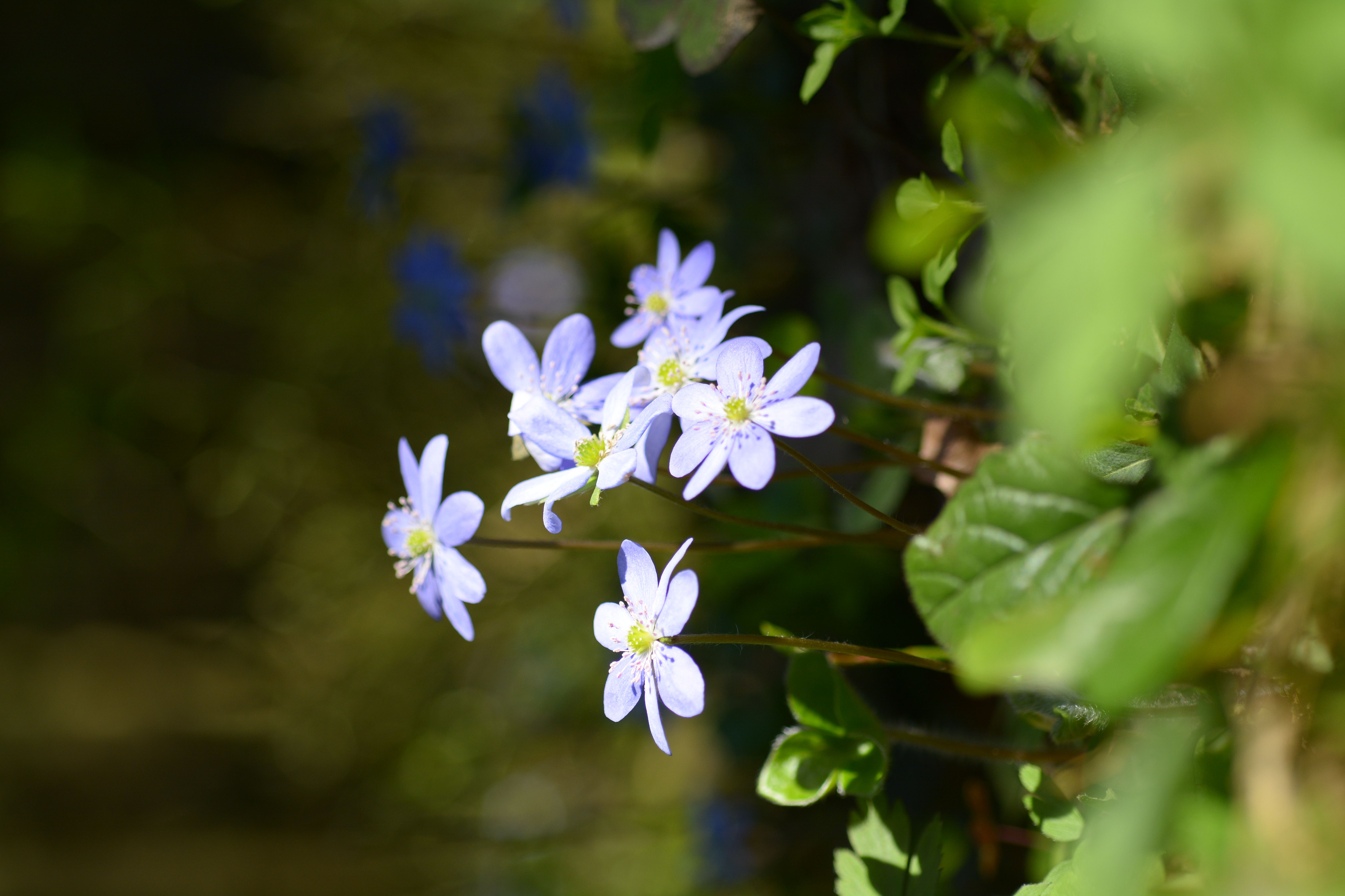 DSC_3077.JPG