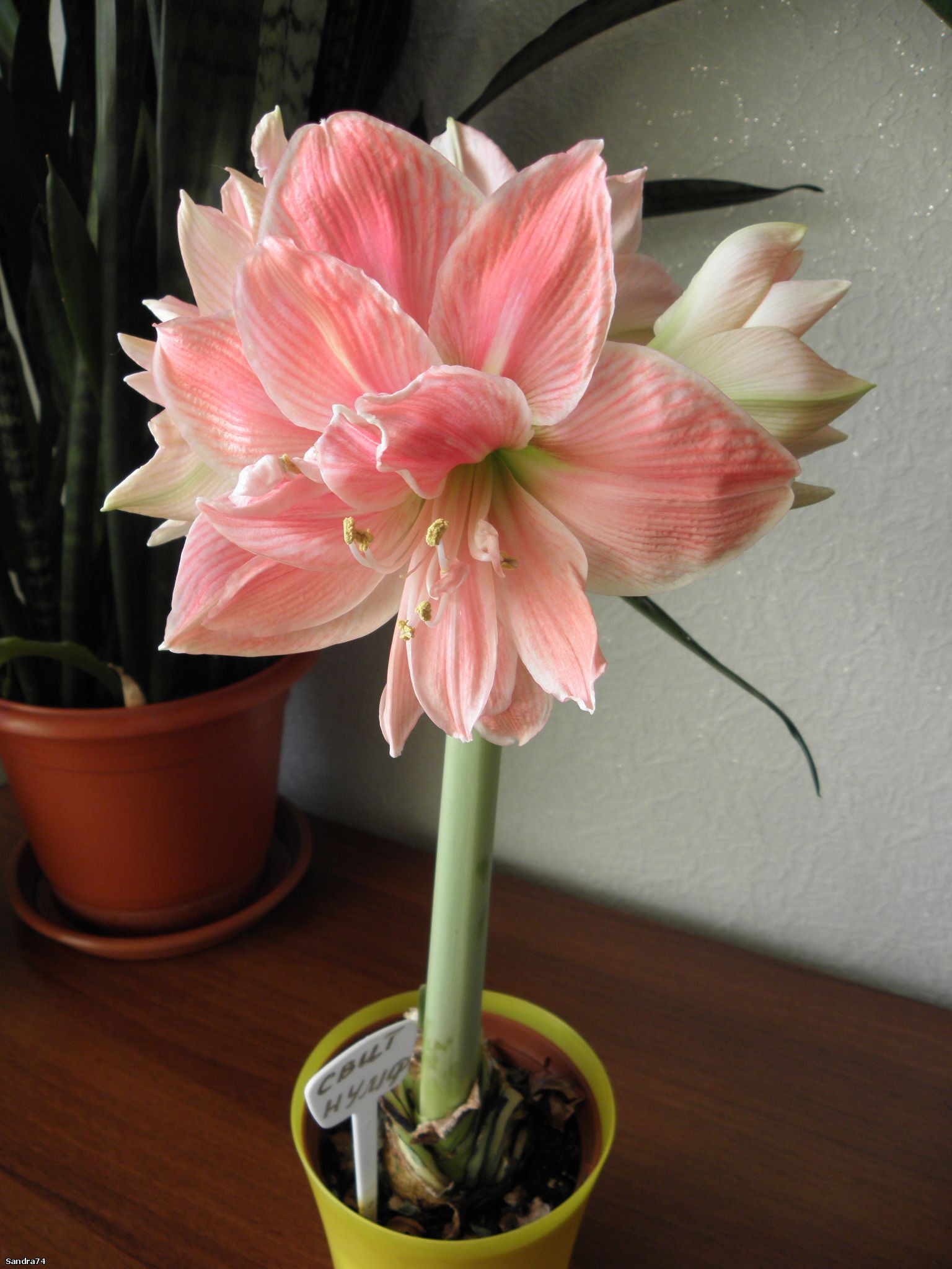 Амариллис цветок как ухаживать в домашних условиях. Гиппеаструм. Гиппеаструм Драгонфлай. Гиппеаструм гиппеаструм цветок.