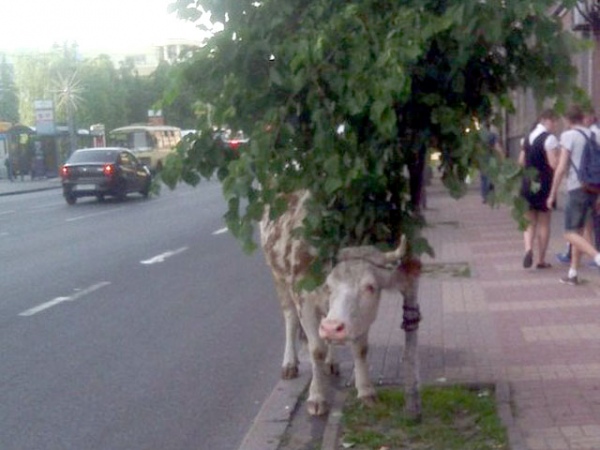 Погулять в курске. Курские коровы на улицах. Коровы в Курске. Девушка гуляющая с коровой. Выгуливать корову в городе.