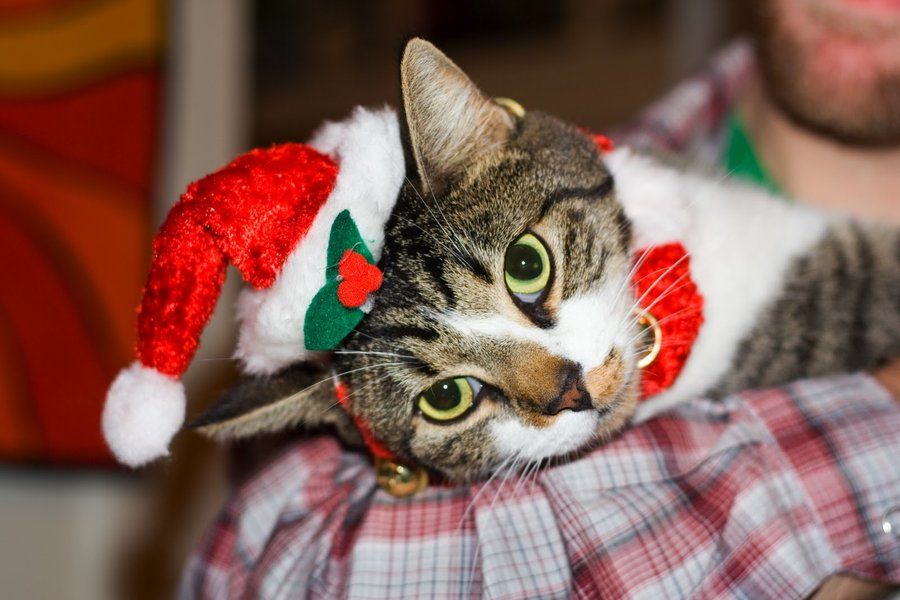 mi_gato_tobi_con_su_traje_de_navidad_by_raqui11-d5obe4h.jpg