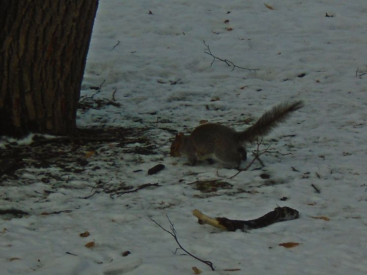 january 31, 2016 smalls-12.jpg