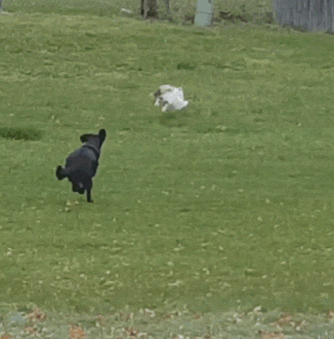 145552338519725387.gif