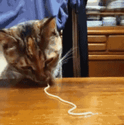 32b2ee7959.gif
