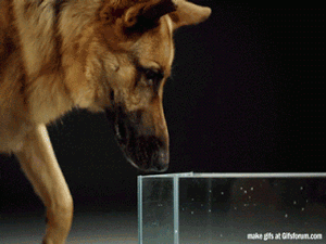 _pet_yapfiles.ru.gif