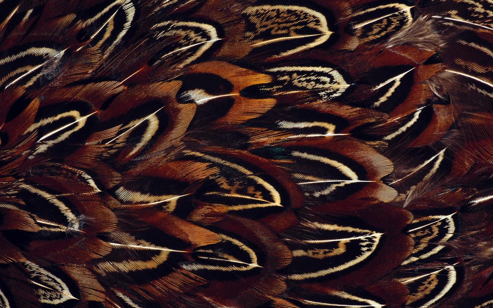 texture_feathers_bird_hd-wallpaper-402013.jpg