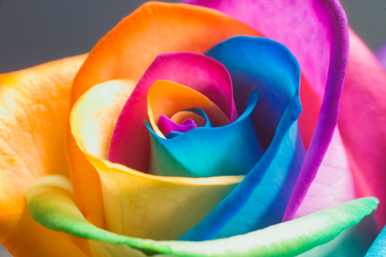 rainbow-flower-1260x840.jpg