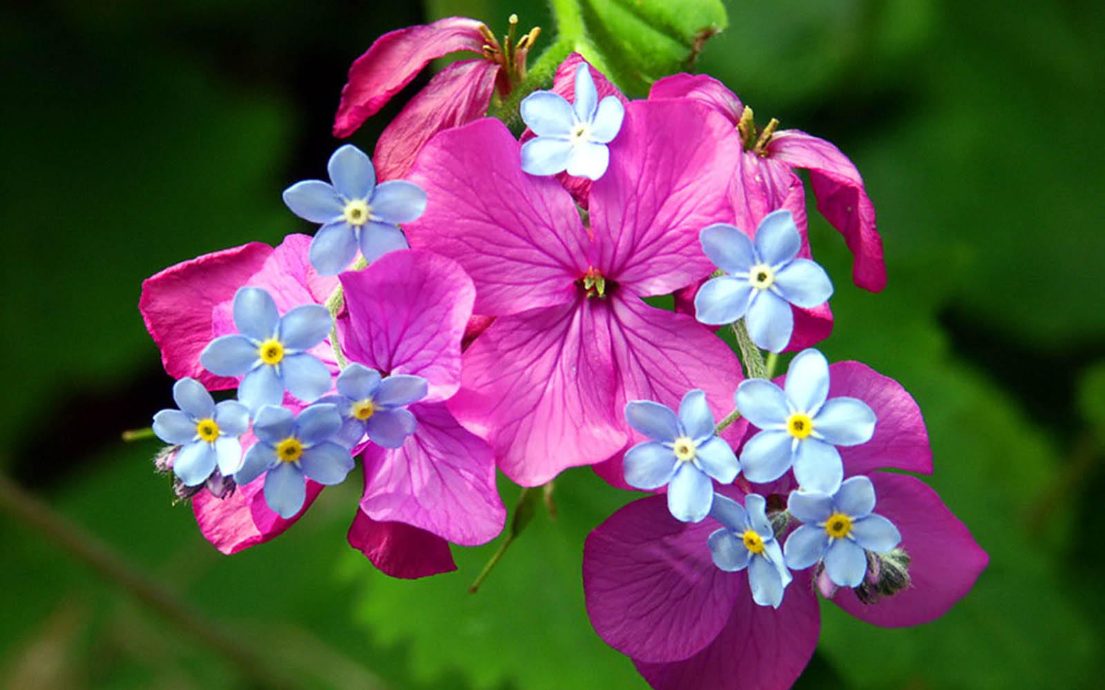 colorful-spring-flowers-1600x1000.jpg