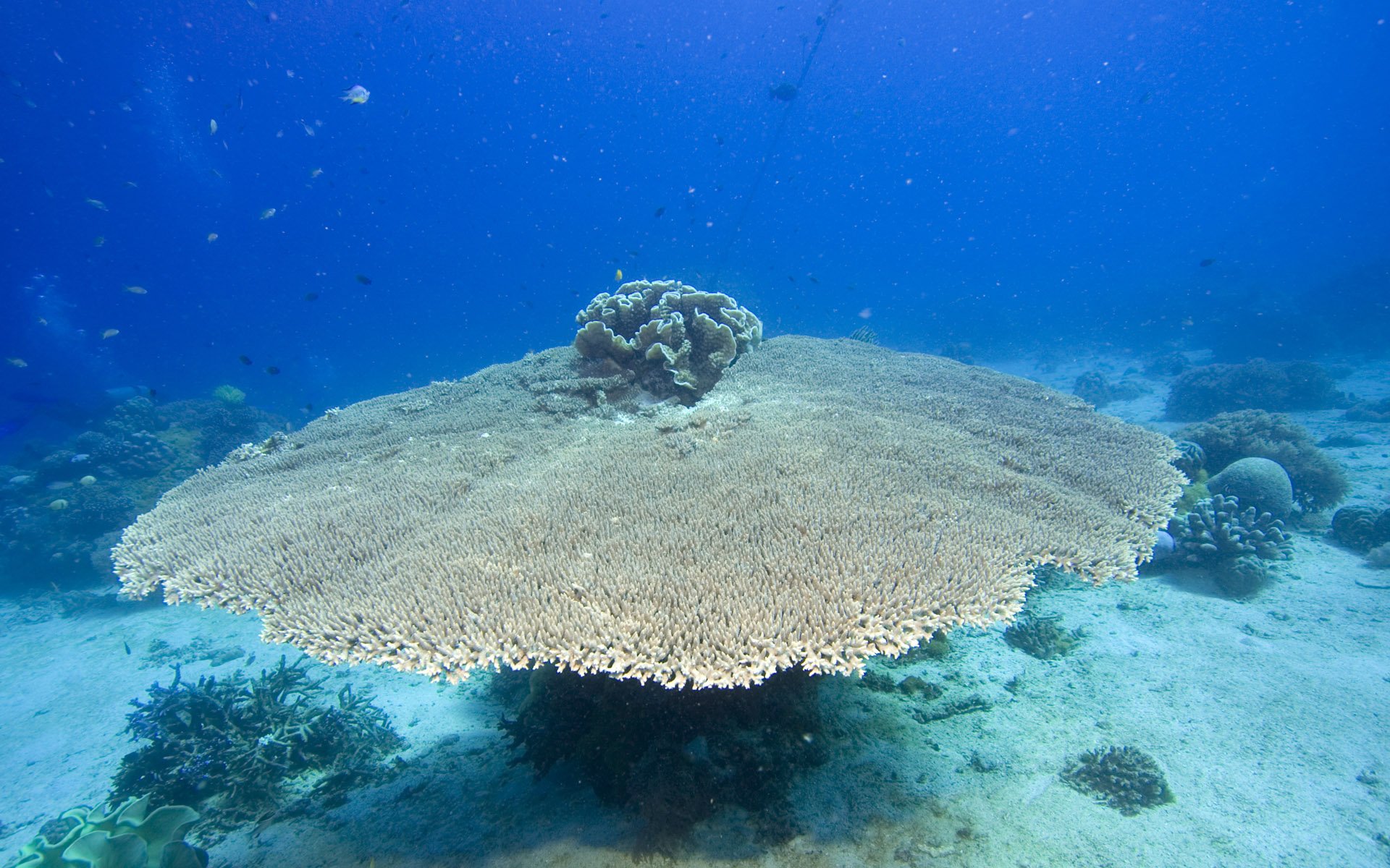 Разнообразие морей. Морские глубины. Атлантический океан подводный мир. Подводный мир индийского океана. Дно индийского океана.