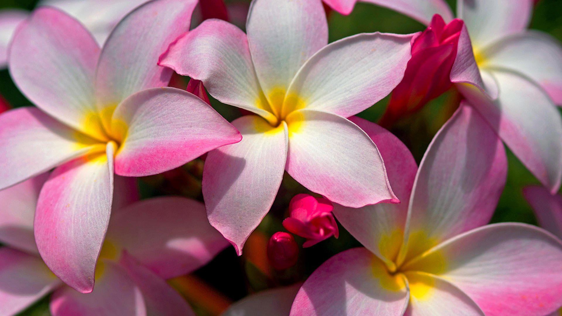 hawaiian-flowers-tropical-flower-wallpaper-plumeria-beautiful.jpg
