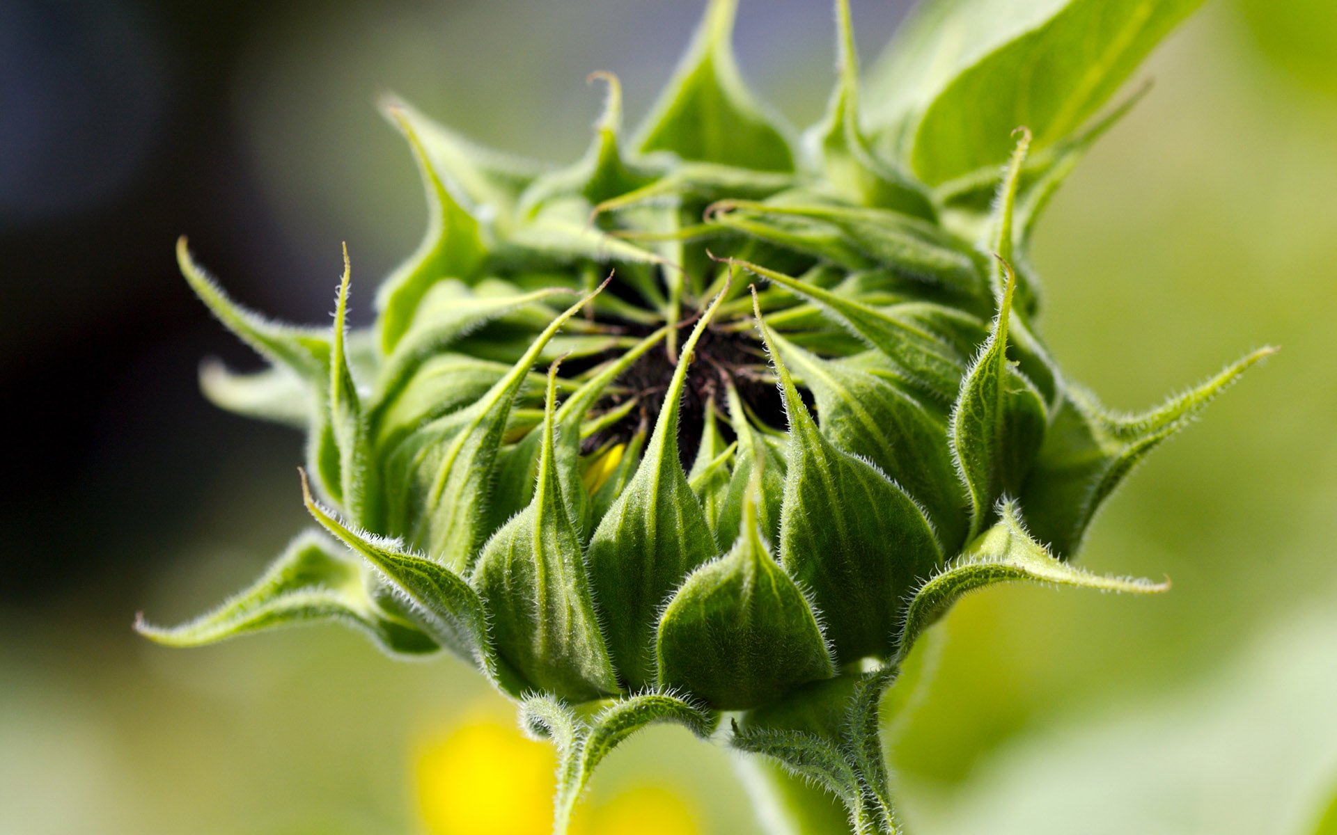 4010-blooming-sunflower-graphy.jpg