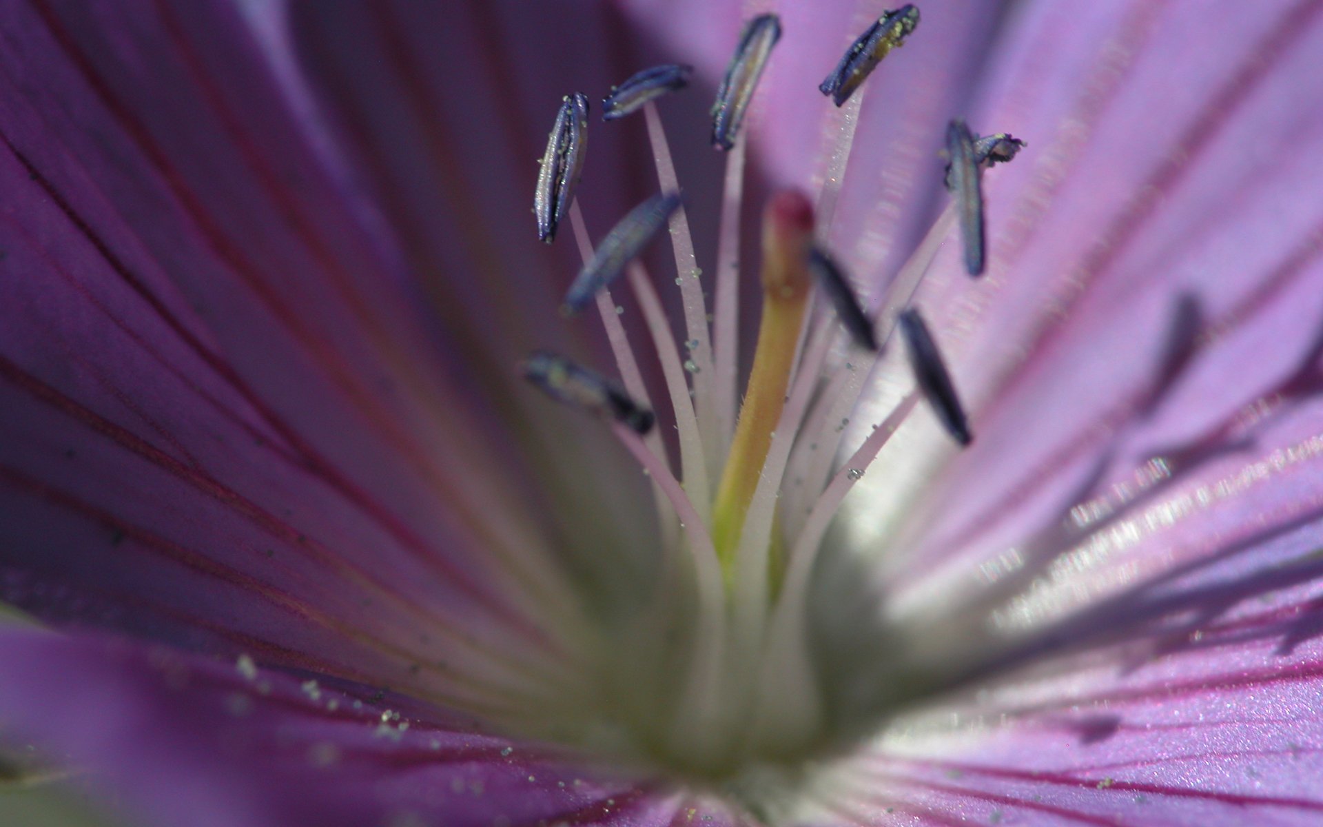 1417-flower-purple-macro-slides-photography.jpg