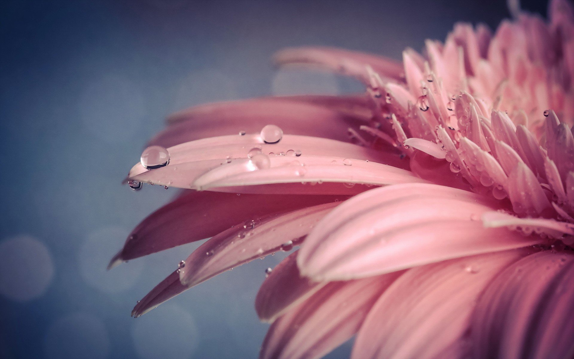 03651-macro-flowers-nature.jpg
