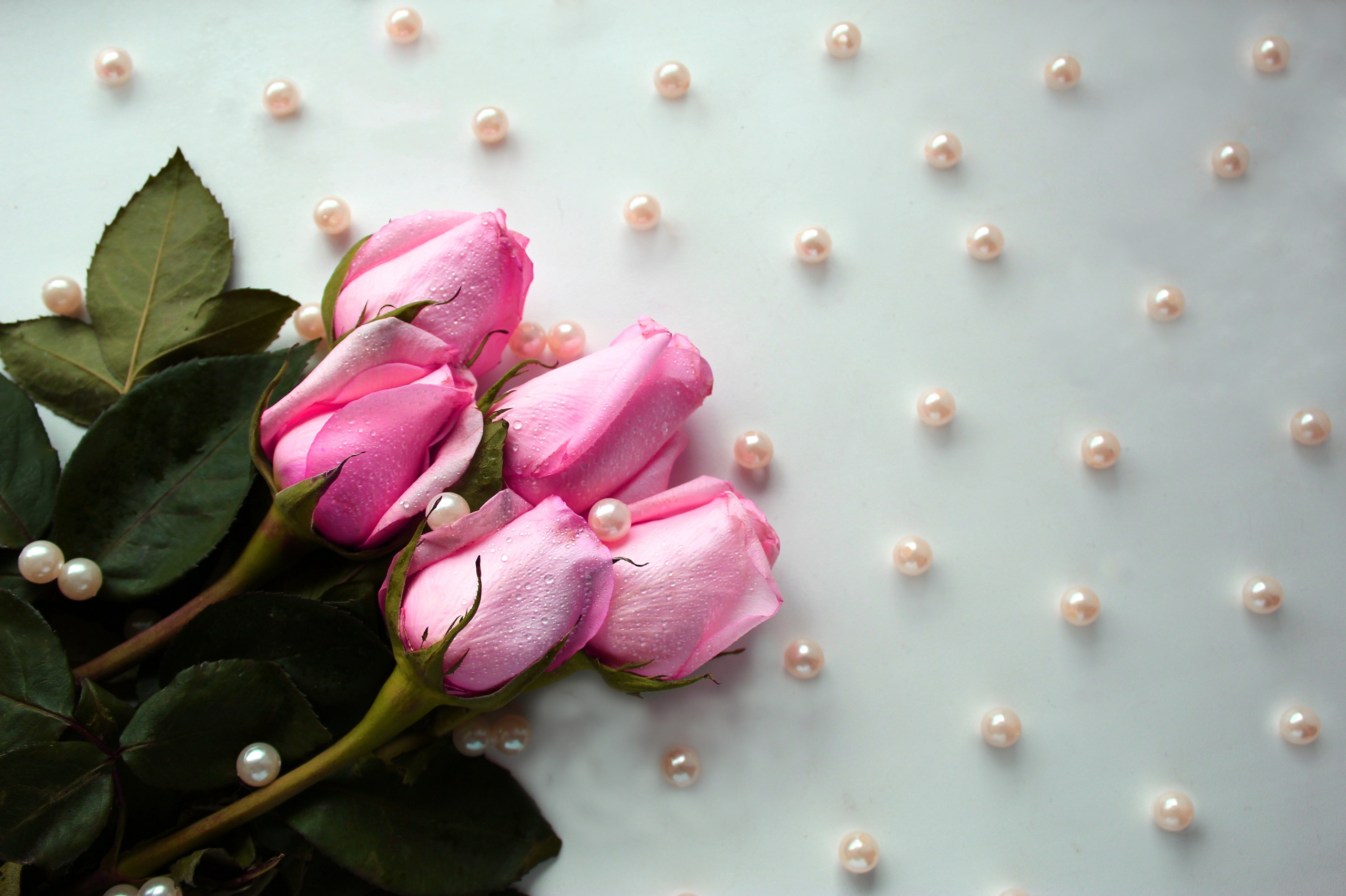 Roses_Pearl_Drops_Pink_color_541215_2560x1706.jpg