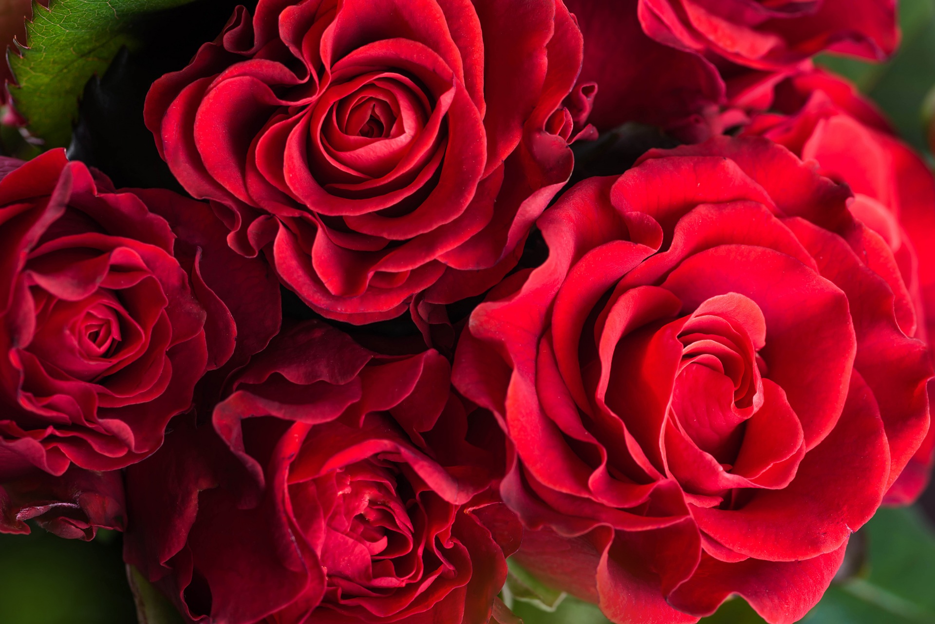 Roses_Closeup_Red_540535_1920x1281.jpg
