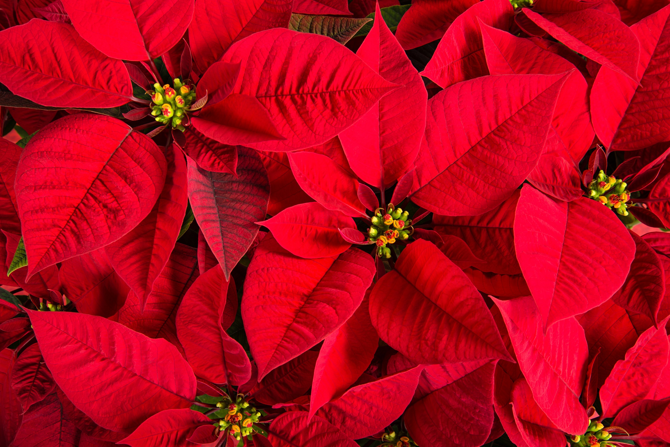 Euphorbia_Closeup_Red_539882_2560x1708.jpg