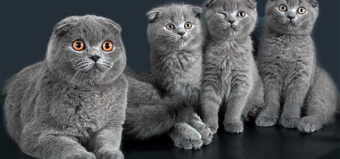 Беззерновой корм для кошек: польза и особые указания