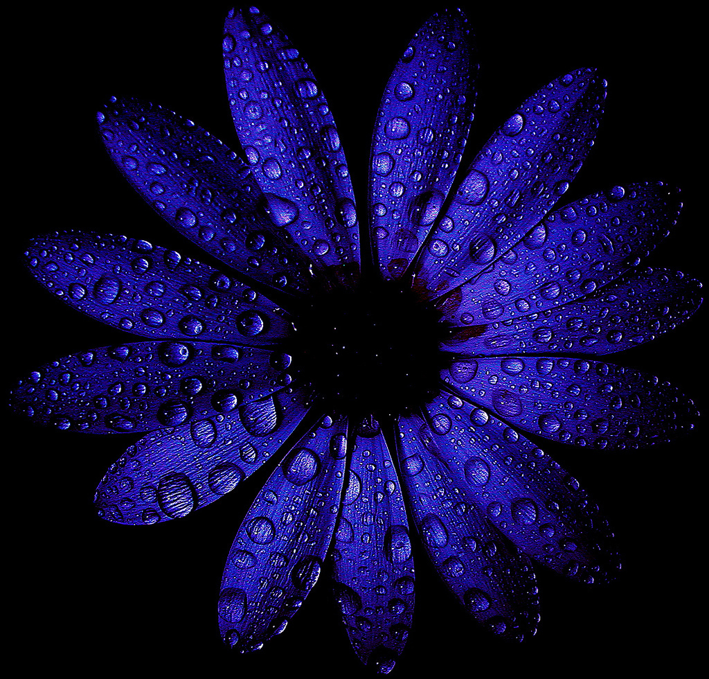 Many-Flowers-beautiful-nature-22639517-1024-980.jpg