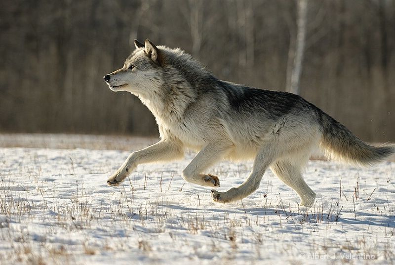 Wolf-Running-4.jpgzoom=1.jpg.