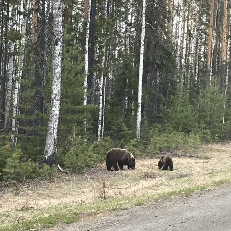 Медвежья тропа