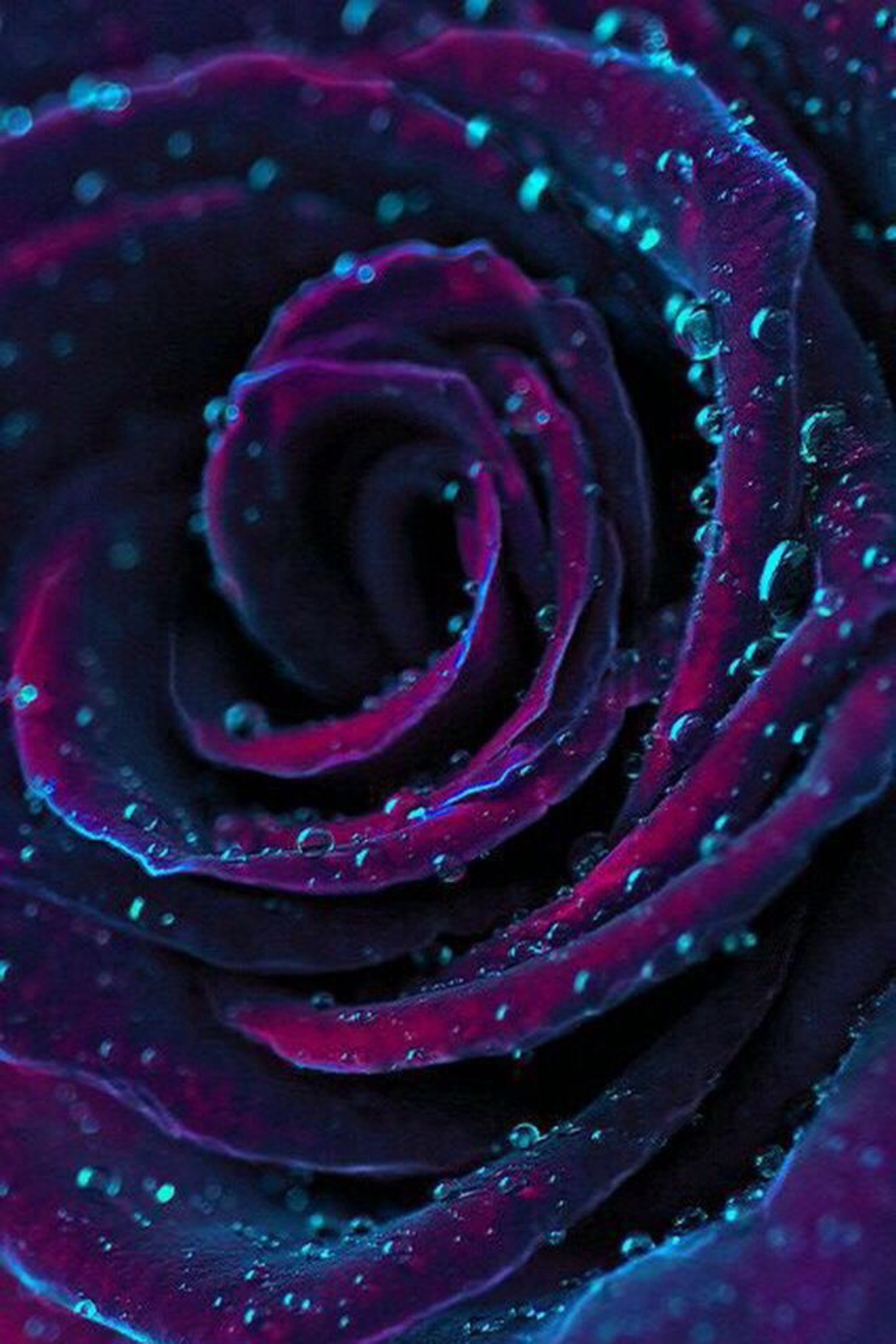 cool-rose-D3ff803216f2b8b10b4fae9b3a1c828fd.jpg