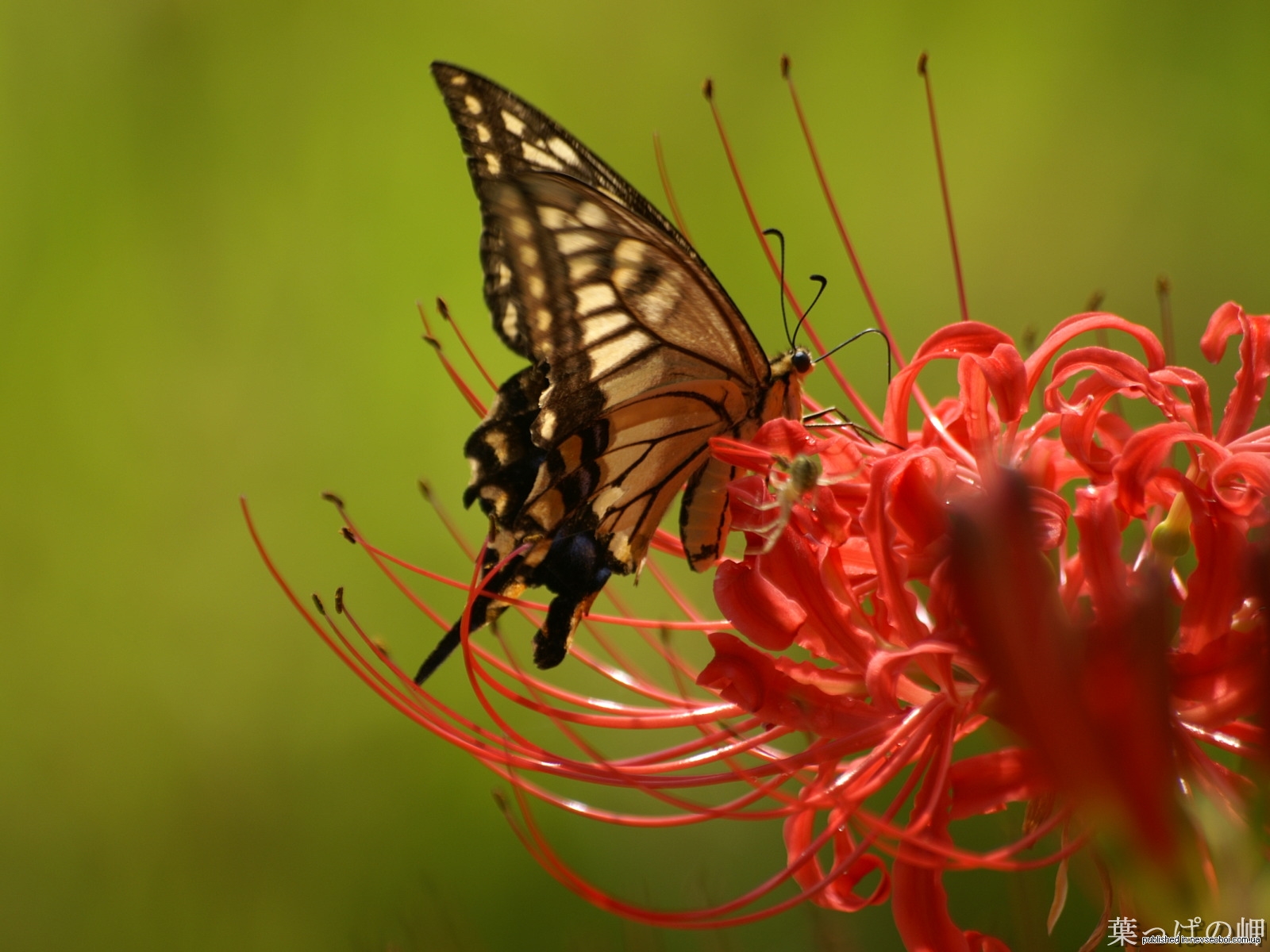 1264766446_digital_flower_photography_newflower393.jpg