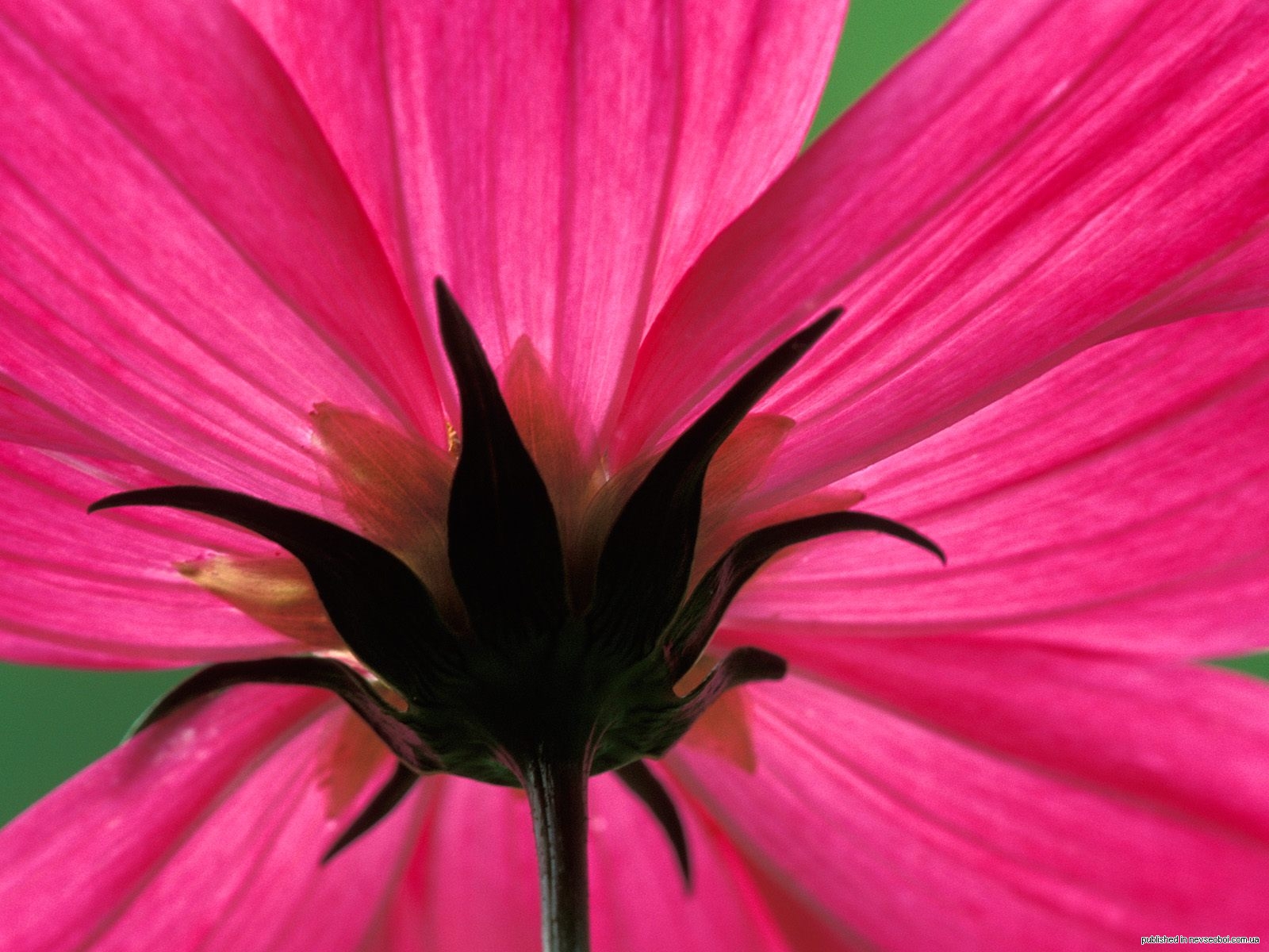 1272638522_cosmos_flower.jpg