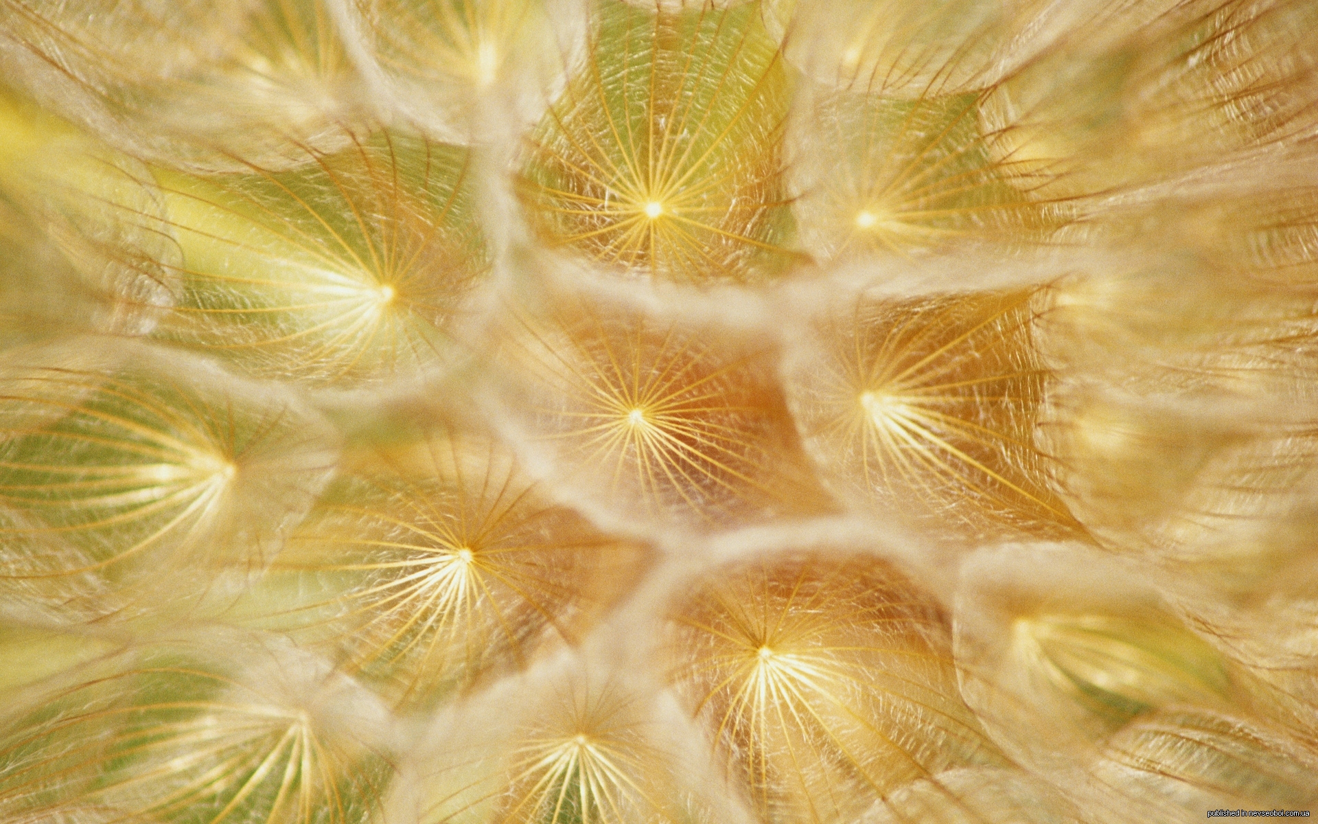 1277737446_flowers_30.jpg