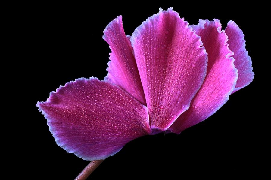 tumblr_om9pgdkB4p1rcw6xko1_1280.jpg