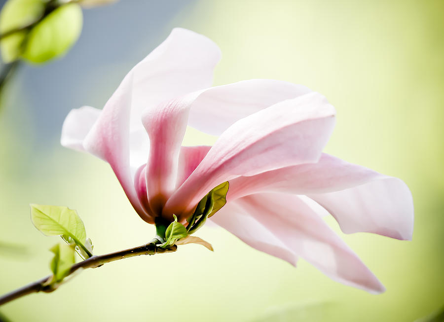 pink-flower-stem-athena-mckinzie.jpg